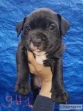 Staffordshire bull terrrier wpitbull mix puppies