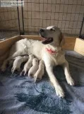 Purebred Golden Retriever puppies.