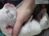American bully puppies