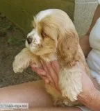 COCKER Spaniel puppy s