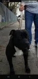 Pitbull needs rehome