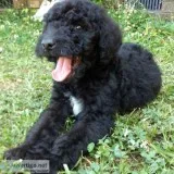 Goldendoodle