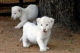 White Lion Cubs for sale
