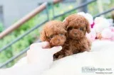 Tiny Teacup Poodle Puppies for sale