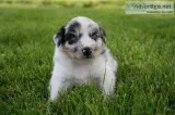 Australian Shepherd Puppies