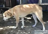 Free Dog