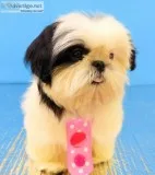 Adorable Shih Tzu Puppy