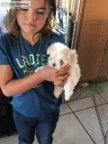 Akc Maltese males