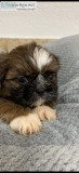 AKC Shih Tzu