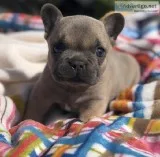 AKC French Bulldog Puppies