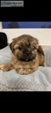 AKC PLAYFUL SHIH TZU