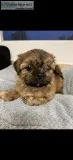 AKC PLAYFUL SHIH TZU