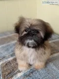 Female Shih Lhasa (Shih Tzu- Lhasa Apso)