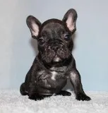 AKC BlueTri Carrier French Bulldog Puppy Boy (Kuro)