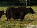 Yaks for sale