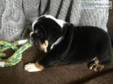 English bulldog puppies