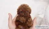 Red Micro Teacup Poodle for Sale