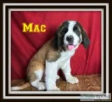 Mac Male Saint Bernard