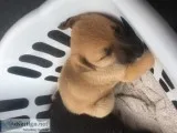 German Shepherd MIXEDthese are not full blood