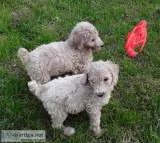 Standard poodle puppies