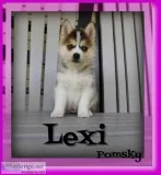 Lexi Female Pomsky