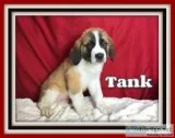 Tank Male Saint Bernard