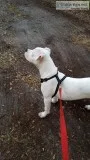 6 mo. Old American Bulldog