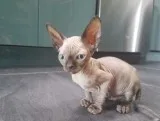 Loving Sphynx kittens for sell