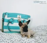 Teacup Chihuahua puppies UTD on shots and DRA papers