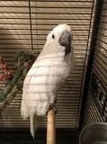 Super tame Umbrella Cockatoo