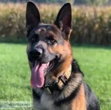 German Shepherd Puppies