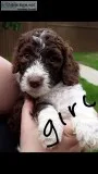 LABRADOODLE PUPPIES