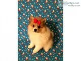 CKC Parti-color Pomimo Puppies