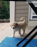 GoldenDoodle Puppies