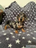 Miniature Dachshund Pups