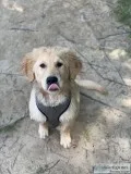 AKC FEMALE GOLDEN RETRIEVER 6 months