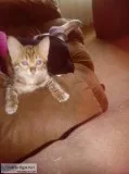 Savannah kitten female 10 wks