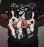 AKC Boston Terrier Puppie