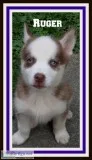 Ruger Male Siberian Husky