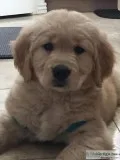 AKC....English Retriever puppies