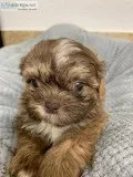 Akc Wonderful Shih Tzu