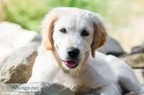 Free dog to good home WANTED