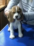 Beagle puppies