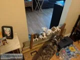 American Bulldog Puppies
