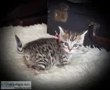 Munchkin- short legs