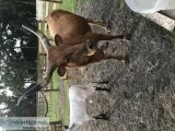 3 years old long horns cow with 1month old bull calf