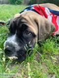 14wk Cane Corso AKC
