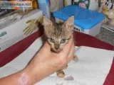 Kittens