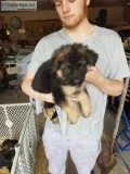 2 female AKC registered plush coat German Shepard pups