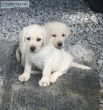 AKC Reg Lab Pups yellows